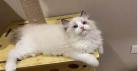 宠妃养猫日常全文免费