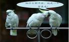 窝囊废txt